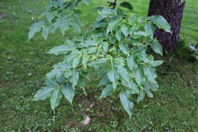 Phellodendron amurense - korkovník amurský - listy